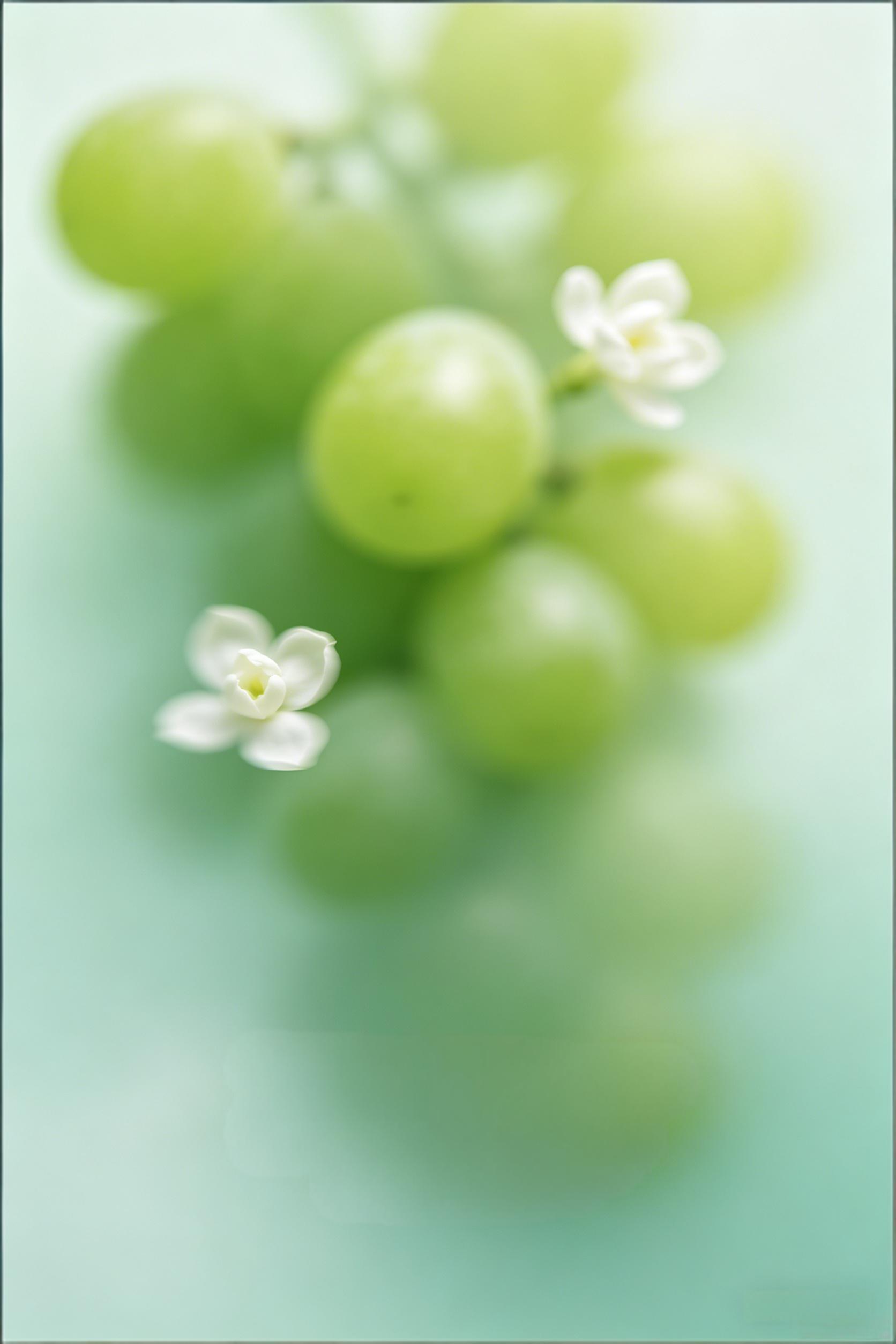 葡萄口味